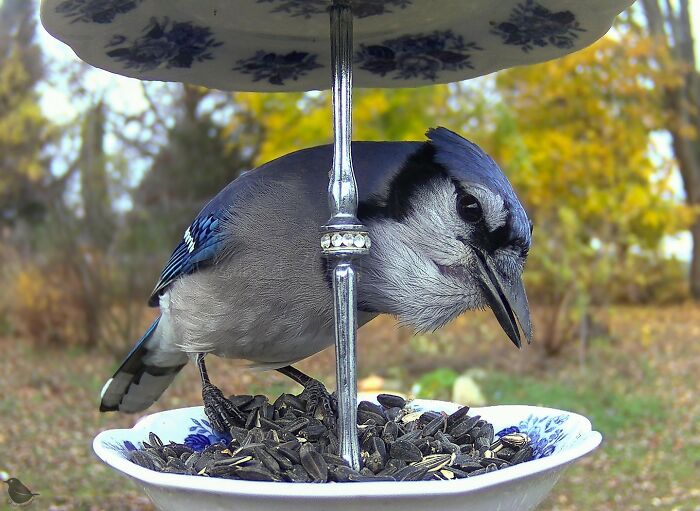 A curious bird at a feeder camera, perched on a dish with seeds in an autumnal garden setting.