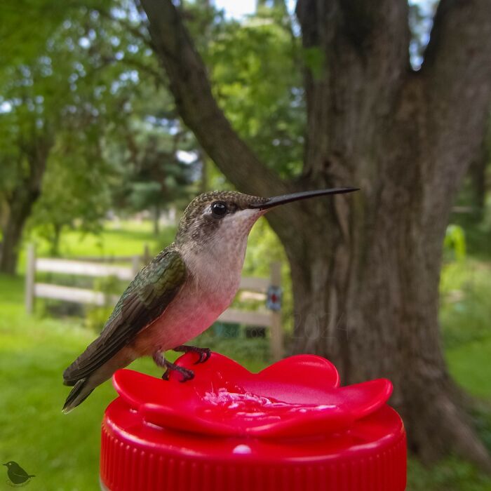 Hummingbird perched on red bird feeder captured by a camera, surrounded by lush greenery.