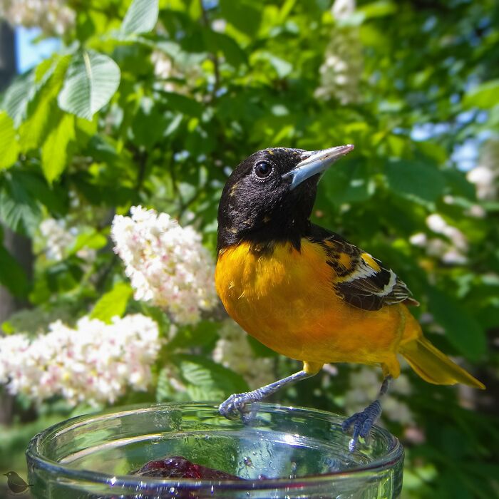 A colorful bird perched on a glass bowl, captured by a bird feeder camera against a lush green and floral background.