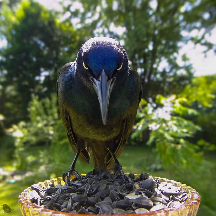 A curious bird at a feeder camera, perched over sunflower seeds with a lush green background.