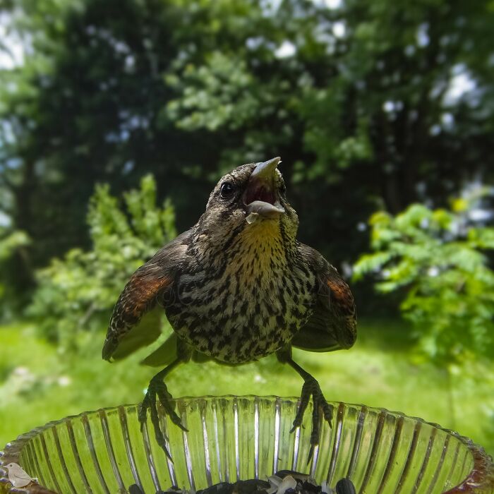 Bird at feeder captured by bird feeder camera with lush greenery in background.