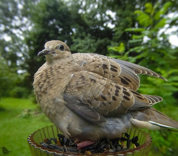 Close-up of a dove perched on a bird feeder, captured by a camera in a lush green garden.