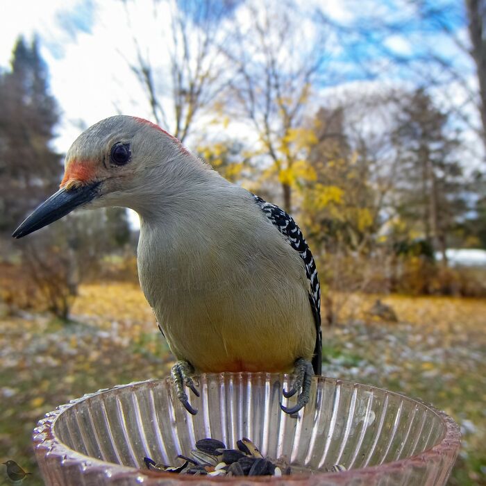 A curious bird perches on a bird feeder, captured by a feeder camera, surrounded by a scenic autumn landscape.