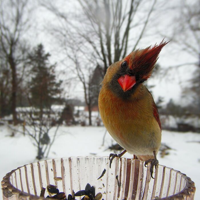 A curious cardinal perched on a bird feeder camera in a snowy yard.