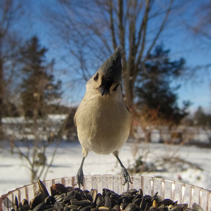 Curious bird perches on a feeder, captured by a bird feeder camera, with a snowy background and blue sky.