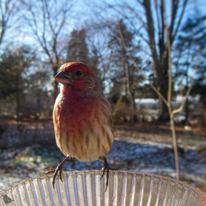 Bird perched on a feeder captured by a bird feeder camera with a wintry forest background.