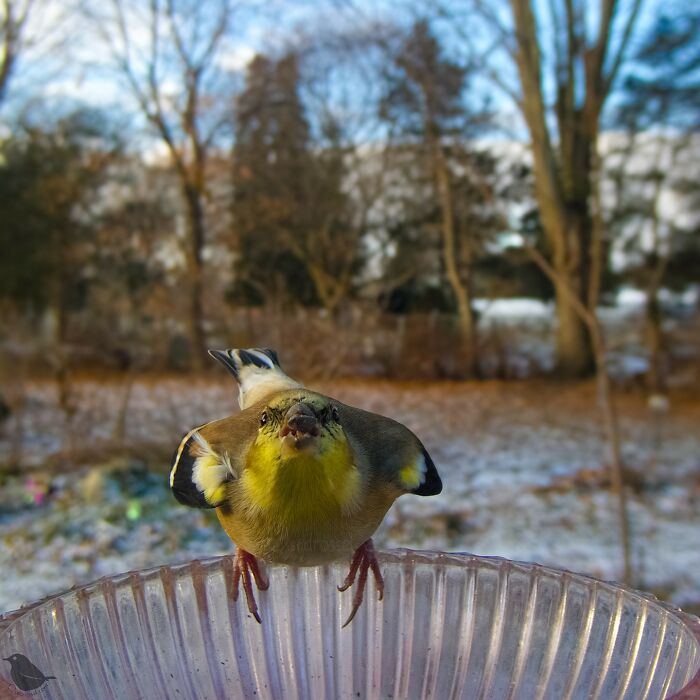 Bird captured by feeder camera, perched on a clear dish with a snowy background.