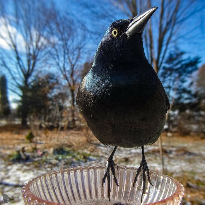 Bird captured by feeder camera perched on a glass dish outdoors.