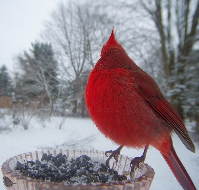 Red cardinal at a bird feeder camera in a snowy garden setting.