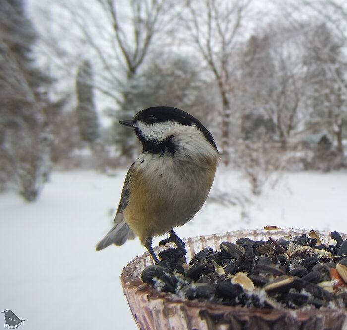 Bird captured by feeder camera in snowy backyard setting.