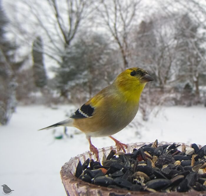 Bird perched on a feeder in snowy landscape, captured by a feeder camera.