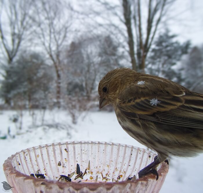 Bird feeder camera captures small bird perched on edge, wintery background visible.