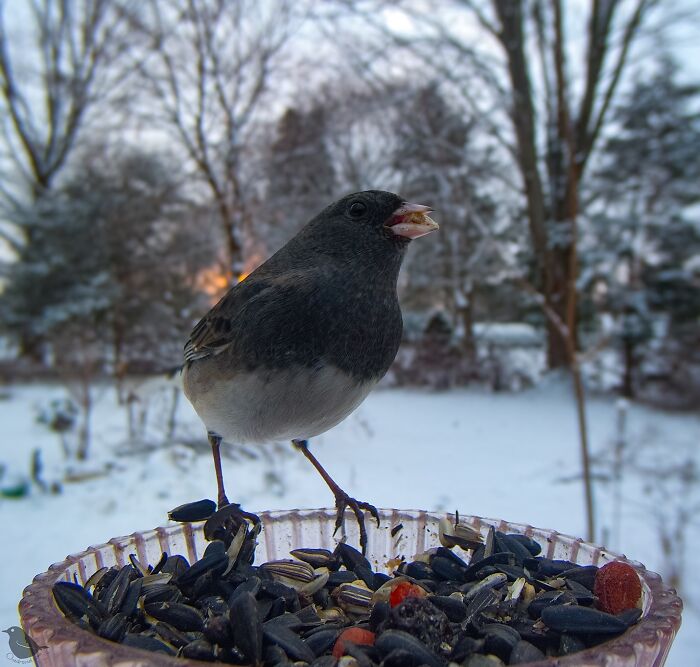 Bird at feeder captured by camera, surrounded by snowy landscape.