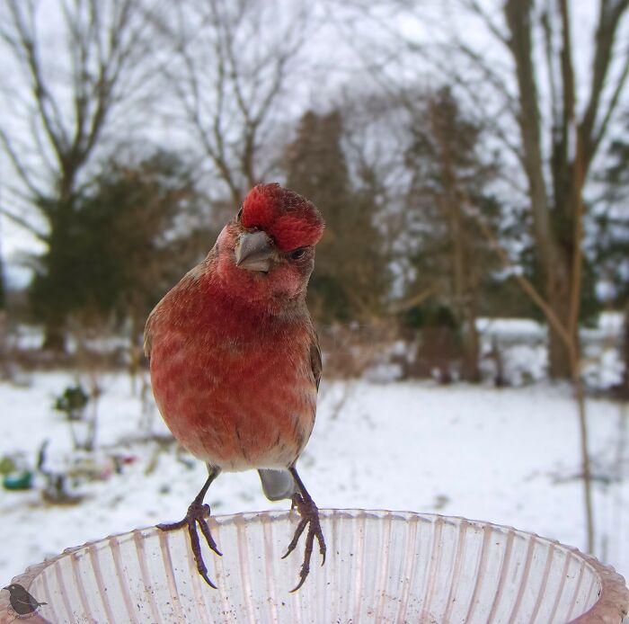 Bird perches on a feeder camera in snowy backyard, captured by curious woman.