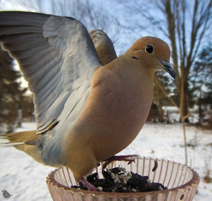 Mourning dove perched on a bird feeder captured by a camera in winter.