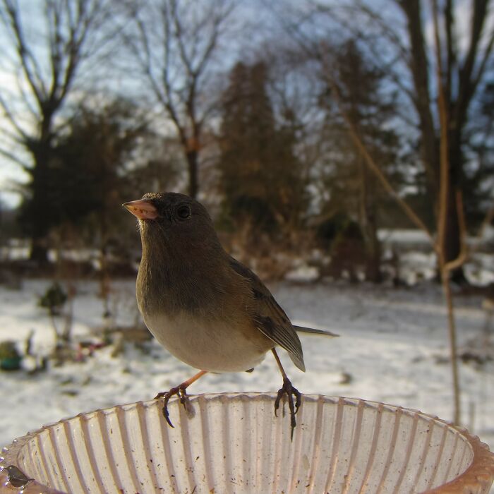 Bird feeder camera captures a small bird perched on a feeder in a snowy garden.