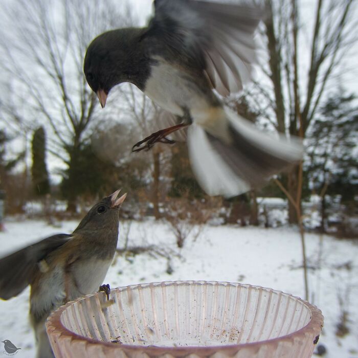 Birds captured on a bird feeder camera in a snowy garden.