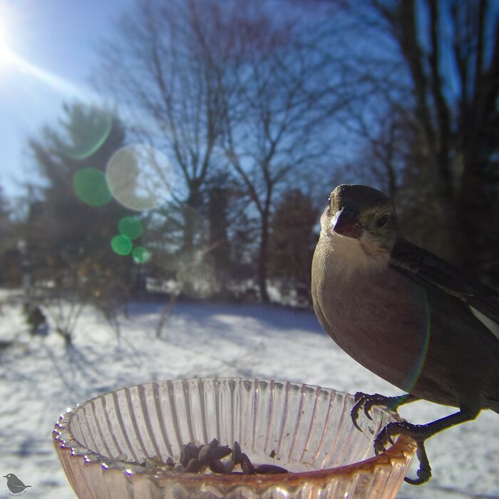 Bird captured by feeder camera in snowy backyard setting.