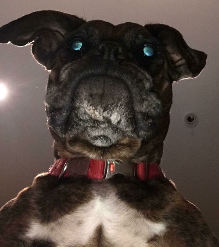 Close-up of a funny dog face looking down at the camera, showcasing a humorous camera roll find.