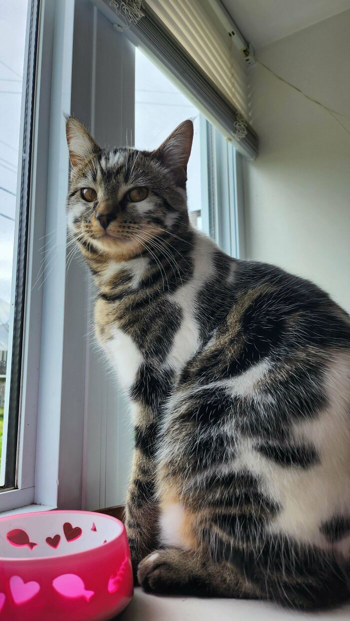 Cat with unique fur pattern, showcasing genetic mutations, sitting by a window with a pink bowl, sunlight streaming in.