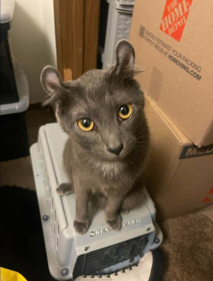 Gray cat with unique ear mutation sitting on a pet carrier in a room with boxes.