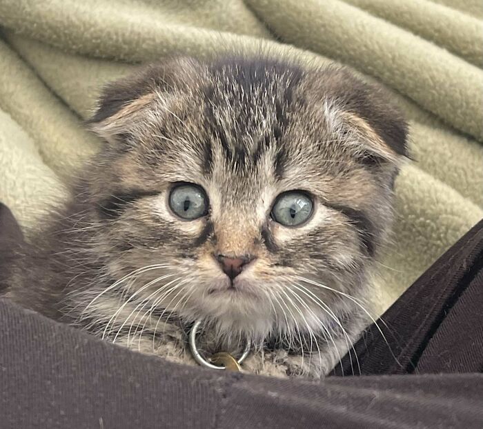 Kitten with unique genetic mutation and folded ears resting on a blanket.