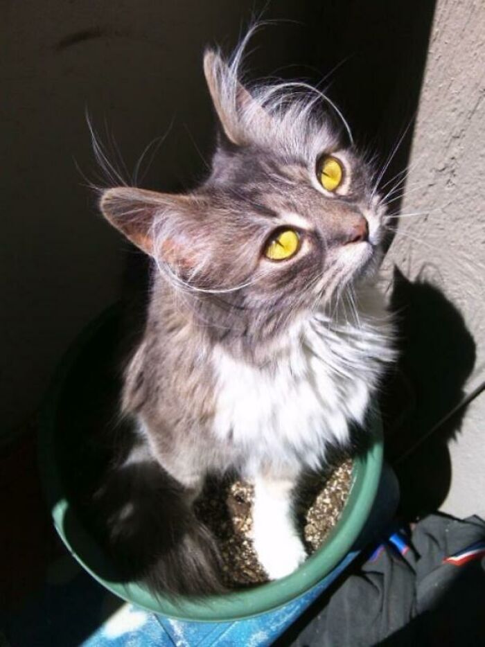 Cat with unique genetic mutations, including tufts of hair on ears, sitting in a planter.