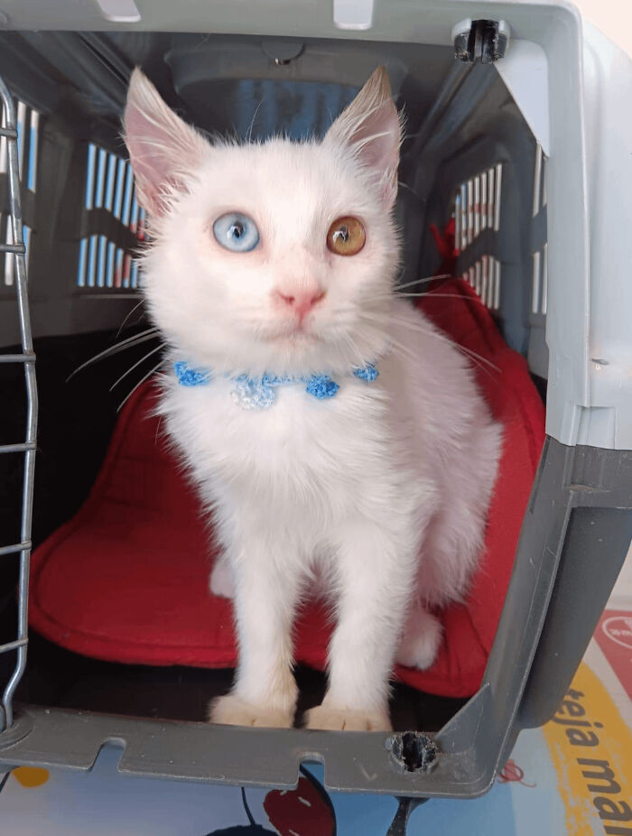 White cat with unique genetic mutations, featuring one blue eye and one brown eye, sitting in a pet carrier.