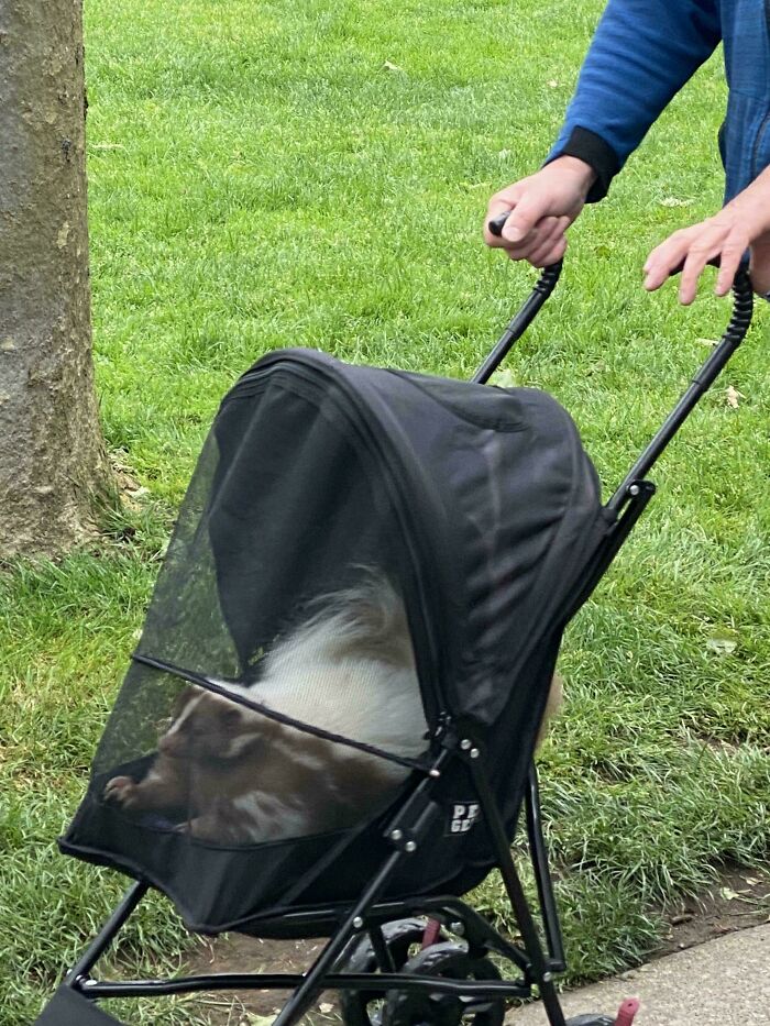 Pet with unique genetic mutation riding in a stroller on a grassy path.