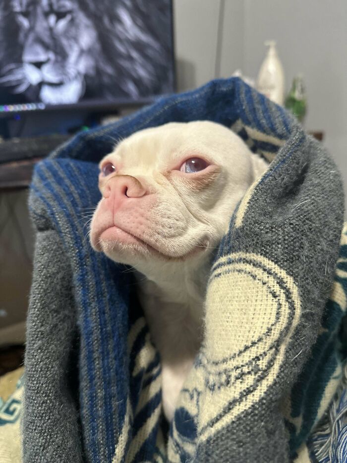 Unique pet with genetic mutation wrapped in a blue and gray blanket, with a lion image in the background.