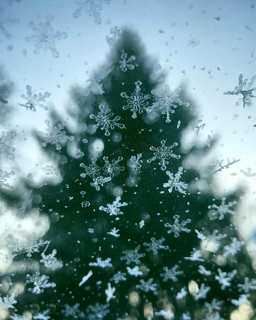 Accidental art pic of snowflake patterns on glass with a blurred tree in the background.