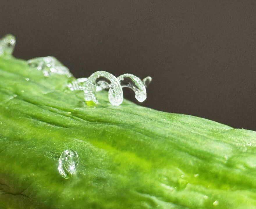 Close-up of a green plant stem with dew droplets resembling glass spirals, illustrating things that look like other things.