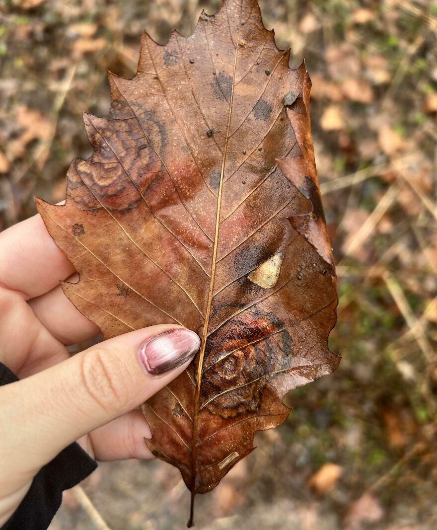 A leaf that resembles an owl's face, held by a person with painted nails, showcasing how things look like other things.