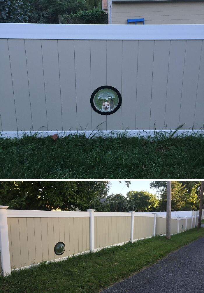 Dog peeking through a fence window, showcasing a spoiled-pet enjoying the view.