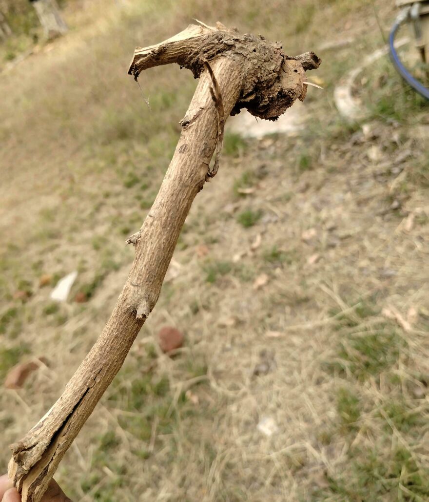 A tree branch resembling a dinosaur head on a grassy background.