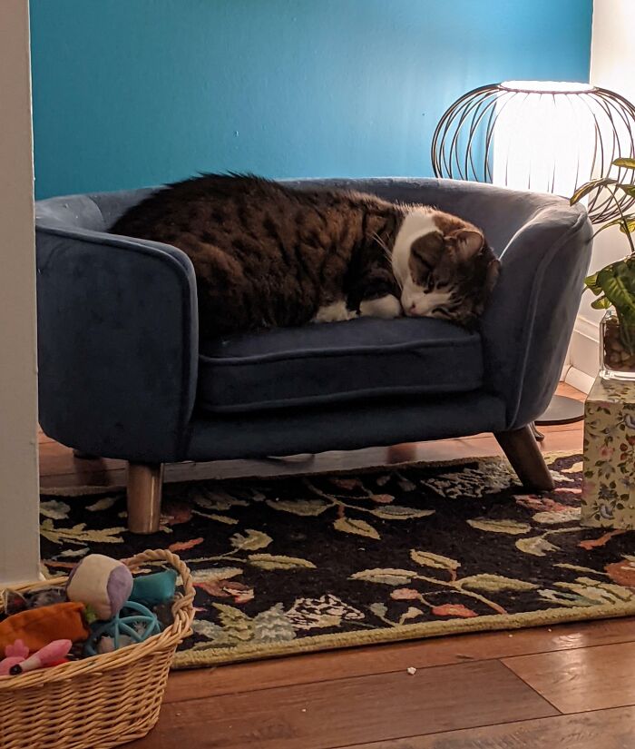 Spoiled pet cat sleeping on a blue mini sofa near a lit lamp in a cozy room.