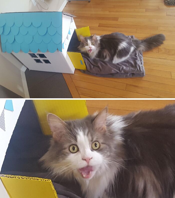 Spoiled pet cat resting on a gray blanket beside a toy house, looking surprised.