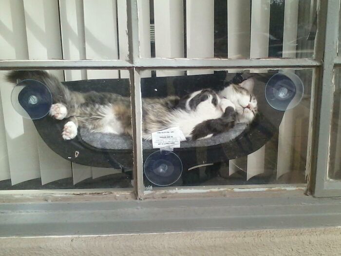 Spoiled pet cat sleeping comfortably on a suction-cup bed attached to a window, sunbathing lazily.