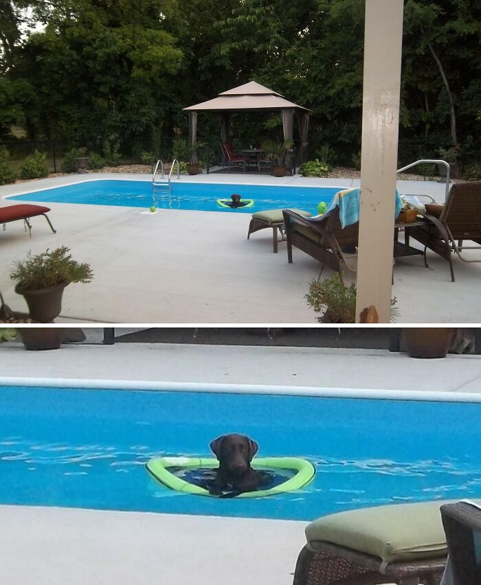 Dog lounging on a float in a backyard pool, epitomizing spoiled-pets luxury.