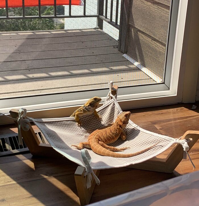 Two spoiled pets, bearded dragons, sunbathing on a cozy hammock by a window.