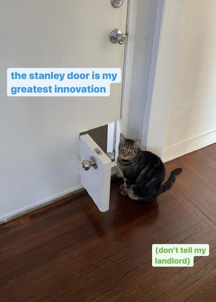 Tabby cat sitting by a small pet door in an apartment, illustrating spoiled pets.