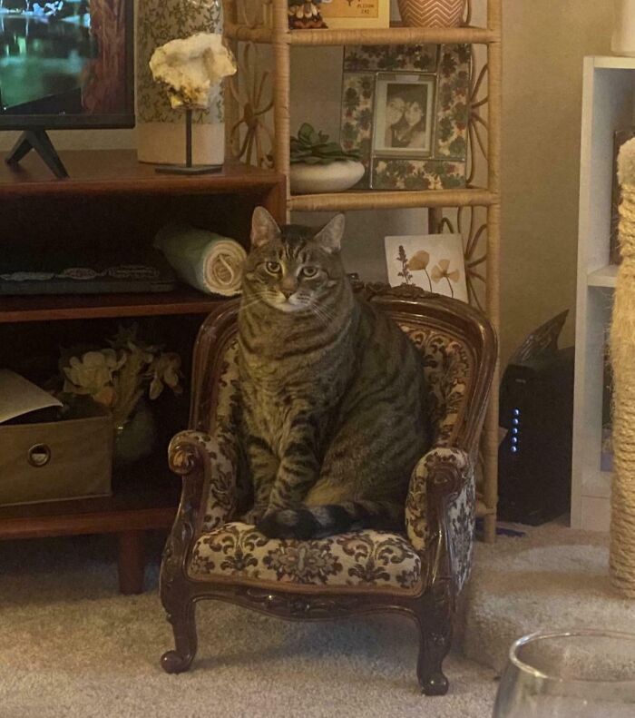 A spoiled pet cat comfortably sitting on an ornate miniature chair in a cozy living room.