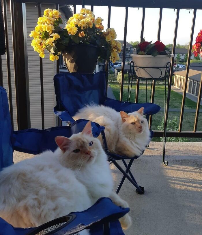 Two fluffy cats lounging on blue chairs on a balcony, embodying the spoiled-pets lifestyle.