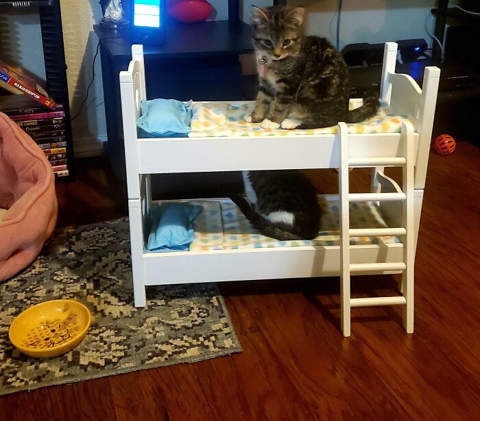 Spoiled pets: two cats lounging on a mini bunk bed with blue pillows and blankets in a cozy room.