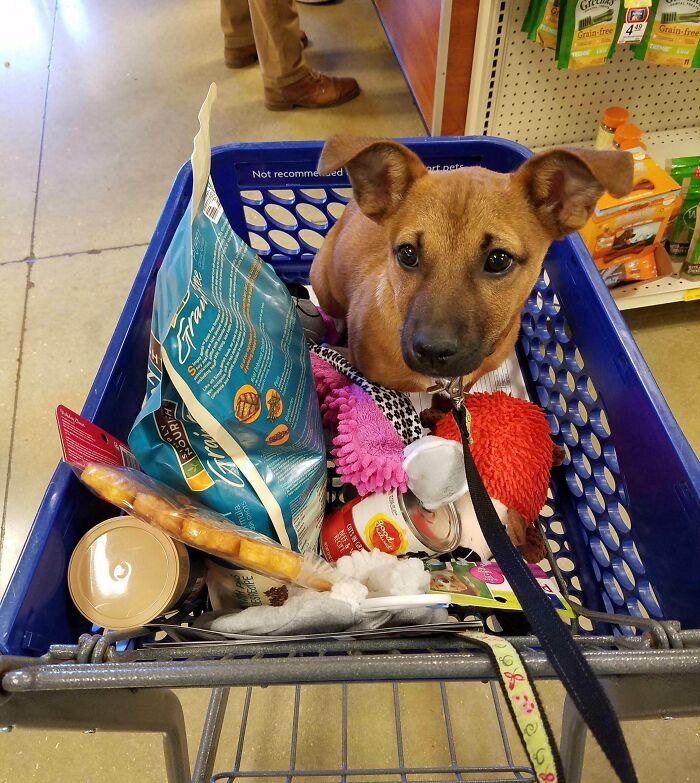 Dog in a shopping cart filled with pet treats and toys, illustrating spoiled-pets.