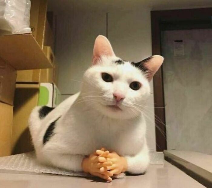 Cat with small hands posed humorously on a table, embodying funny-camera-roll-finds.