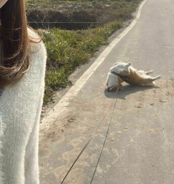 A person takes a selfie on a path while their dog playfully rolls on its back in the background. Funny Camera Roll Finds.