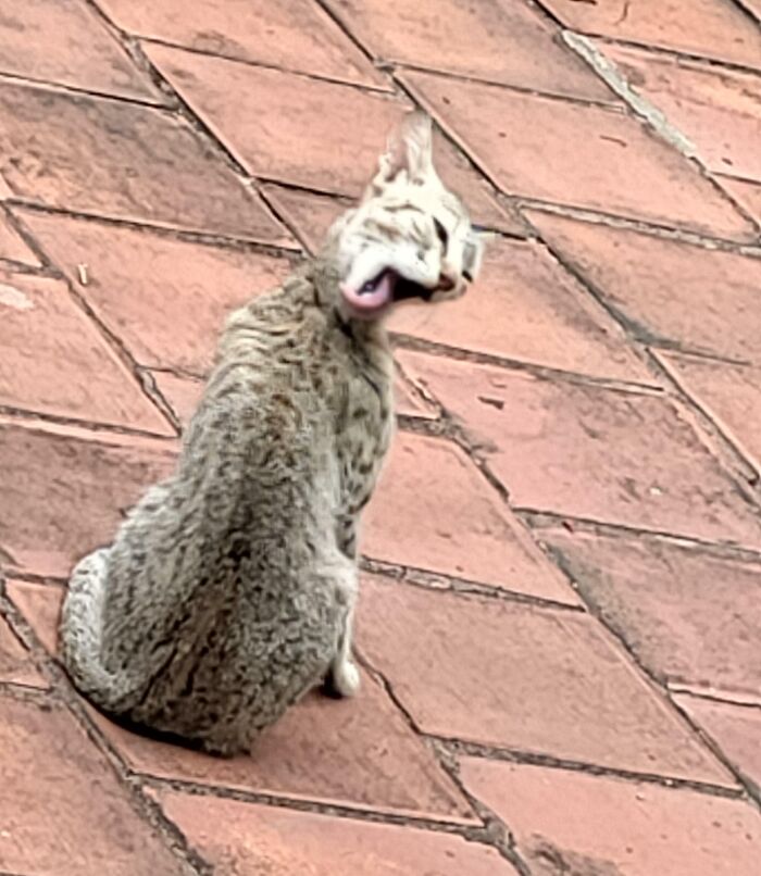 Funny-Camera-Roll-Finds: Cat making a funny face while sitting on brick pavement.