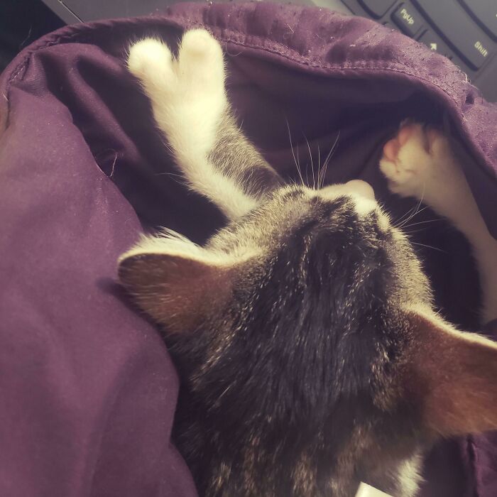 Cat with unique genetic mutations, nestled in a purple blanket, showing extra paw digits.