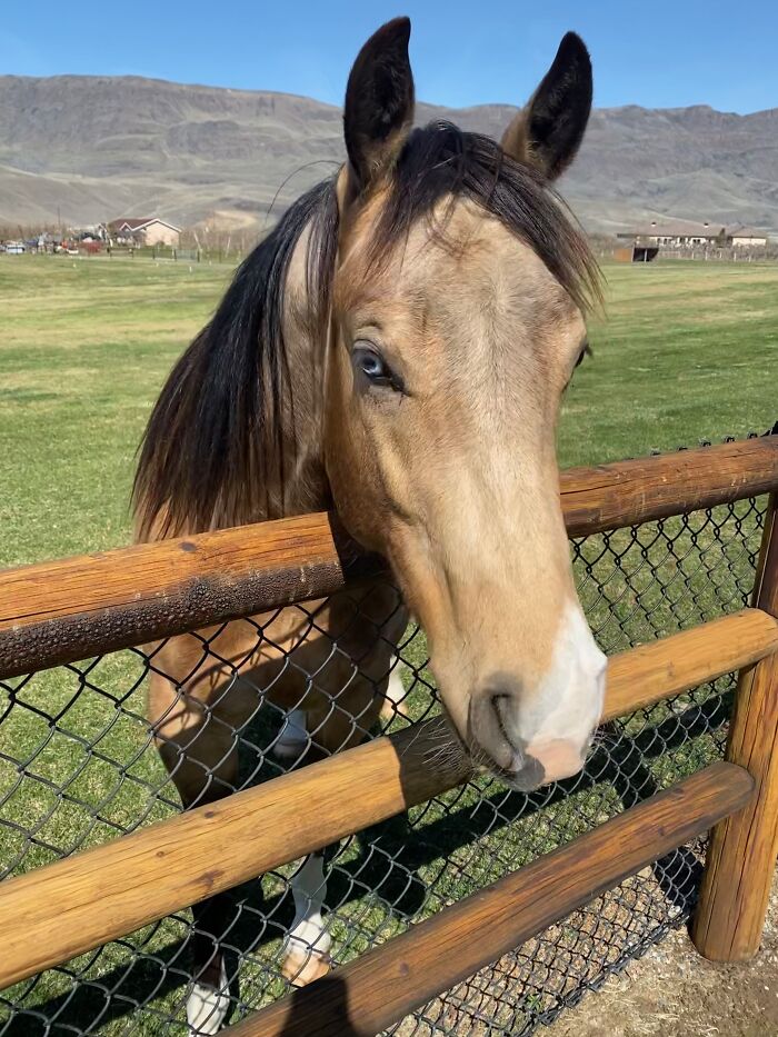 Horse with unique blue eyes behind a wooden fence, showcasing genetic mutations against a scenic mountain background.